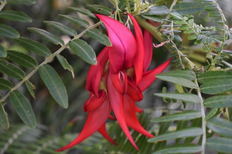 Kaka beak flower, Kew Gardens